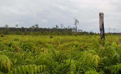 Indonesian peat forest which burned in 2015